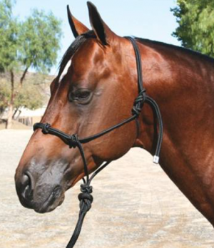 Professional Choice Halter Clinician Lead Rope 15'