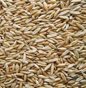 Crimped Oats 50 lbs (Grains)