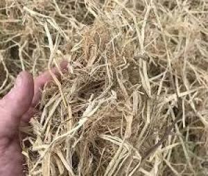 Straw Rice (Hay)