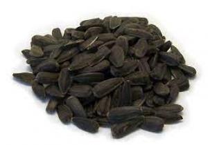 Black Oil Sunflower 40 lbs (Wild Bird Feed)