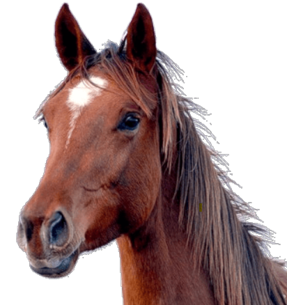 Equine Supplies