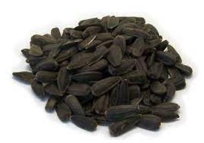 Black Oil Sunflower 20 lbs (Wild Bird Feed)