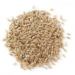 Canary Seed 100% 50 lbs (Wild Bird Feed)