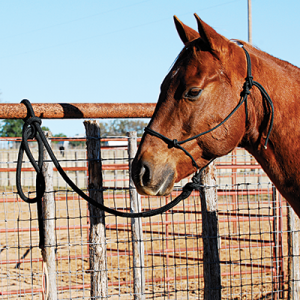 Classic Equine Rope Halter With Lead 8' Lead Black