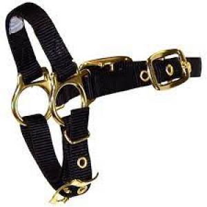 Hamilton Sheep Halter 3/4" Green