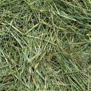Mountain Grass Hay
