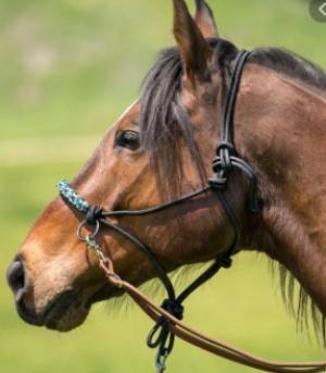 Kensington Rope Sidepull Halter Black/Ice