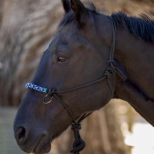 Kensington Rope Sidepull Halter Purple/Gray/Blue