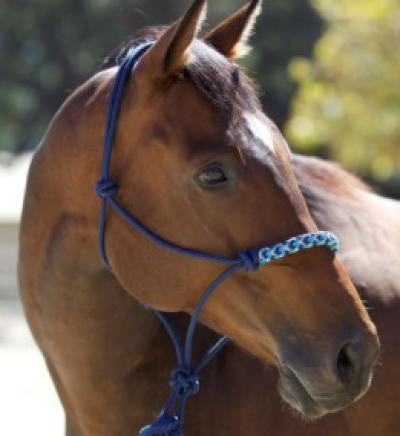 Kensington Rope Sidepull Halter Dark Blue