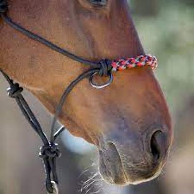 Kensington Rope Sidepull Halter Black/Red/Gray