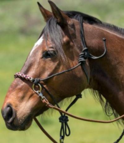 Kensington Rope Sidepull Halter Black/Tan